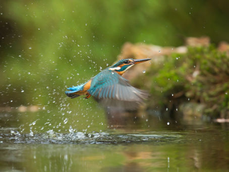 Wales a nation of animal lovers, says poll