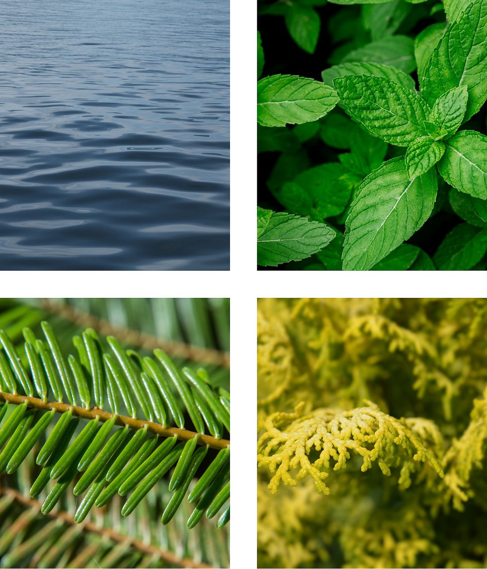 Jade Fir & Cypress | Extrait de Parfum