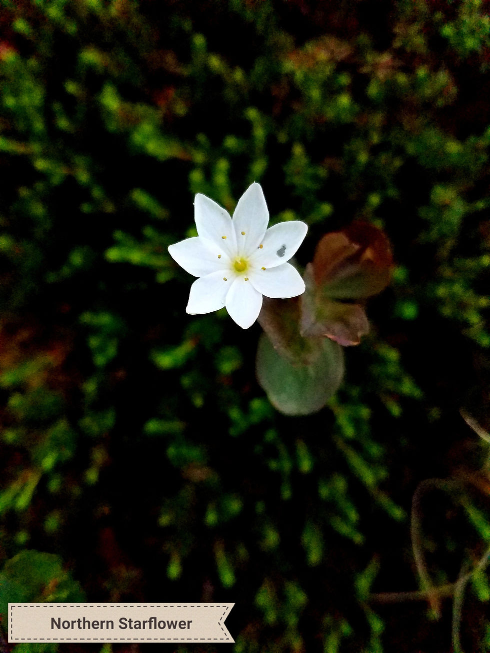 Northern Starfower