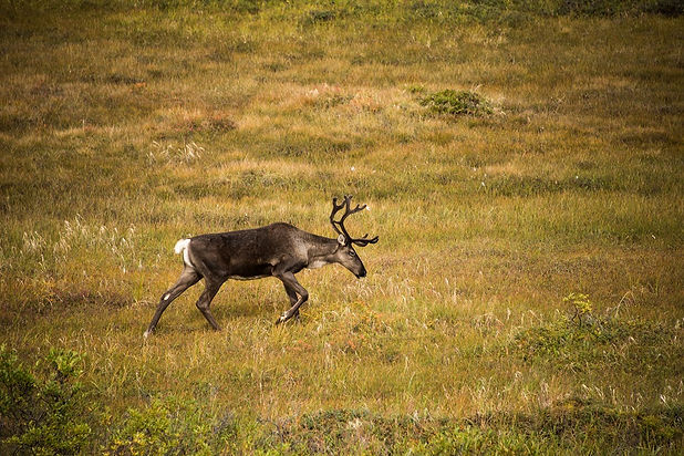 A bull caribou wandering through the alpine tundra near Denali. Caribou Lodge Alaska