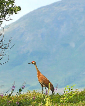Birding in Alaska's Denali Region | Caribou Lodge Alaska Birding in Alaska's Denali Region | Caribou Lodge Alaska