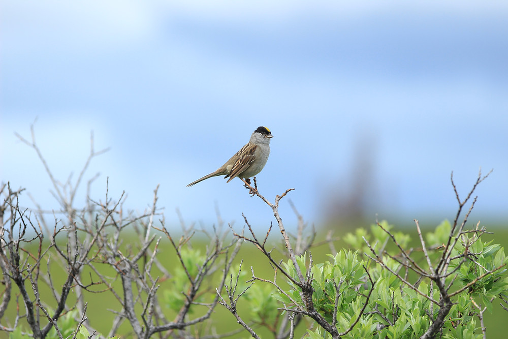 Golden-crowned Sparrow at Caribou Lodge Alaska