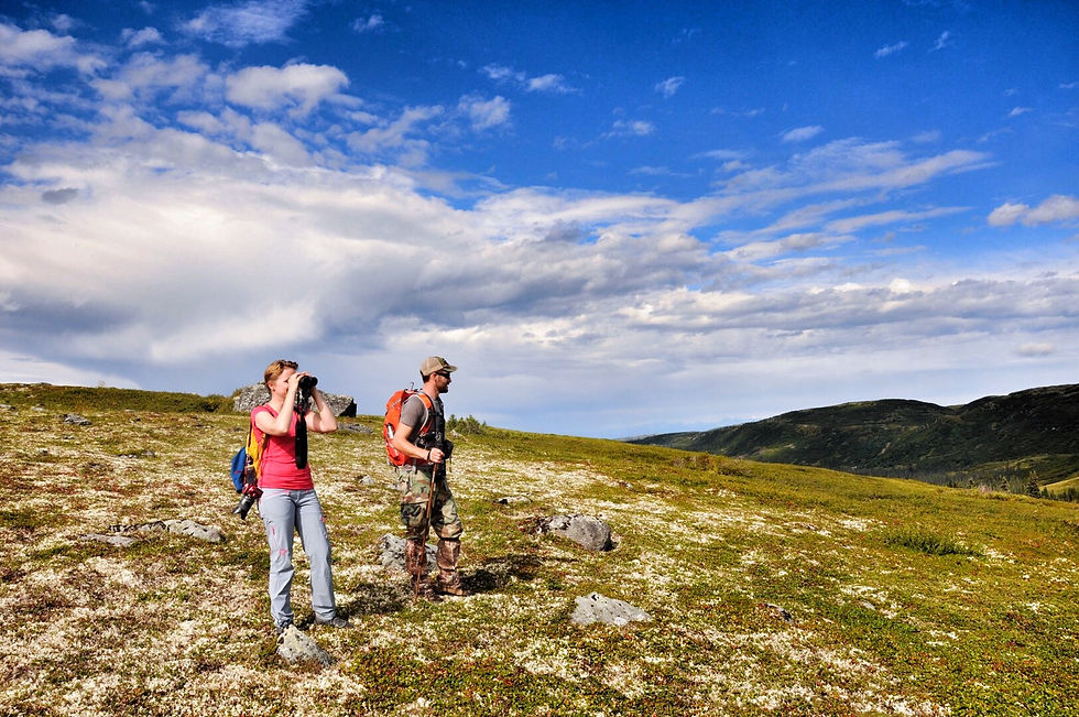Guided hiking tours with Caribou Lodge Alaska is a great way to see wildlife