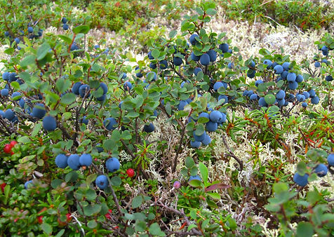Mountain blueberries are plentiful around this Alaska wilderness lodge during August and September. Visit Caribou Lodge near Denali for a chance to pick your own wild blueberries
