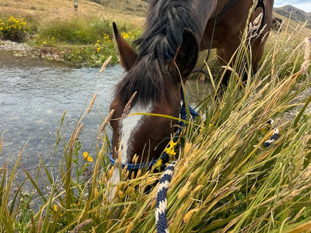 Castleridge station trek