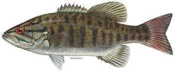 Fishing Lake Kipawa SmallMouthBass.jpeg