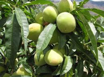 TUN-I-017LOSANDES,.jpg