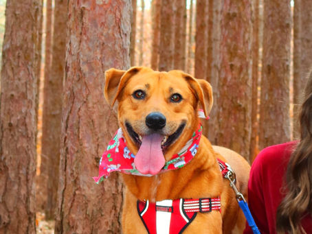 My dog got DNA tested