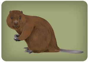 Beaver-offspring-med-01_edited.png