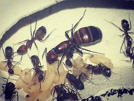 Haltungsbericht Camponotus nicobarensis - November 2018