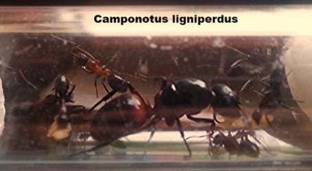 Camponotus Ligniperdus - 2015&2016
