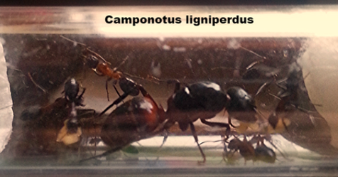 Camponotus ligniprdus erstes Bild