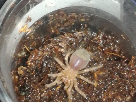 Haltungsbericht Brachypelma boehmei - Januar 2019