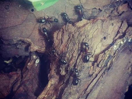 Haltungsbericht Camponotus ligniperdus - März 2019