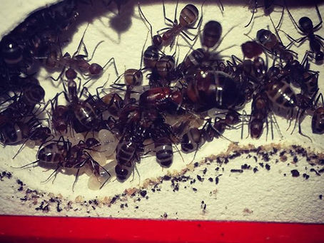 Haltungsbericht Camponotus nicobarensis - Januar 2019