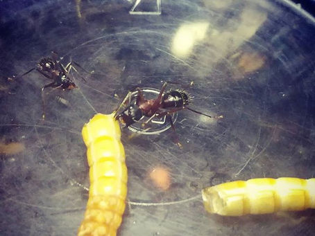Haltungsbericht Camponotus Ligniperdus - Februar 2019
