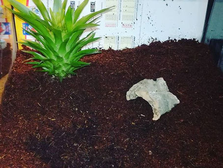 Das Terrarium Teil 1 (Januar & Februar)