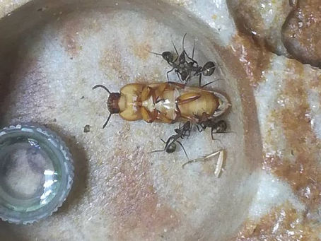 Camponotus nicobarensis - Update 3