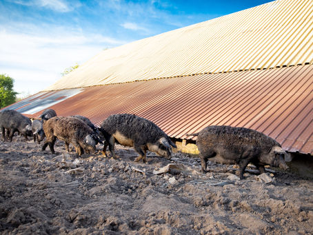 Hairy pigs !
