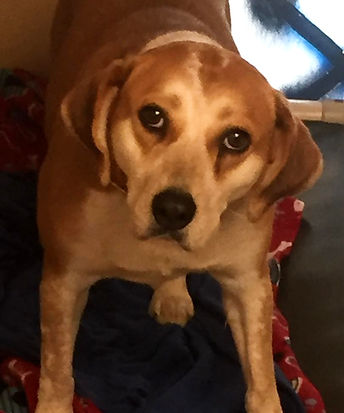 Jo Ellen Vizsla League For Animal Protection_edited.jpg