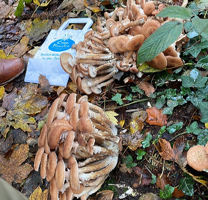 Stockschwämmchen