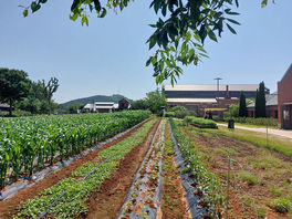 Organic crops at Sangha farm.