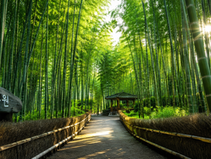 Whispering Bamboos