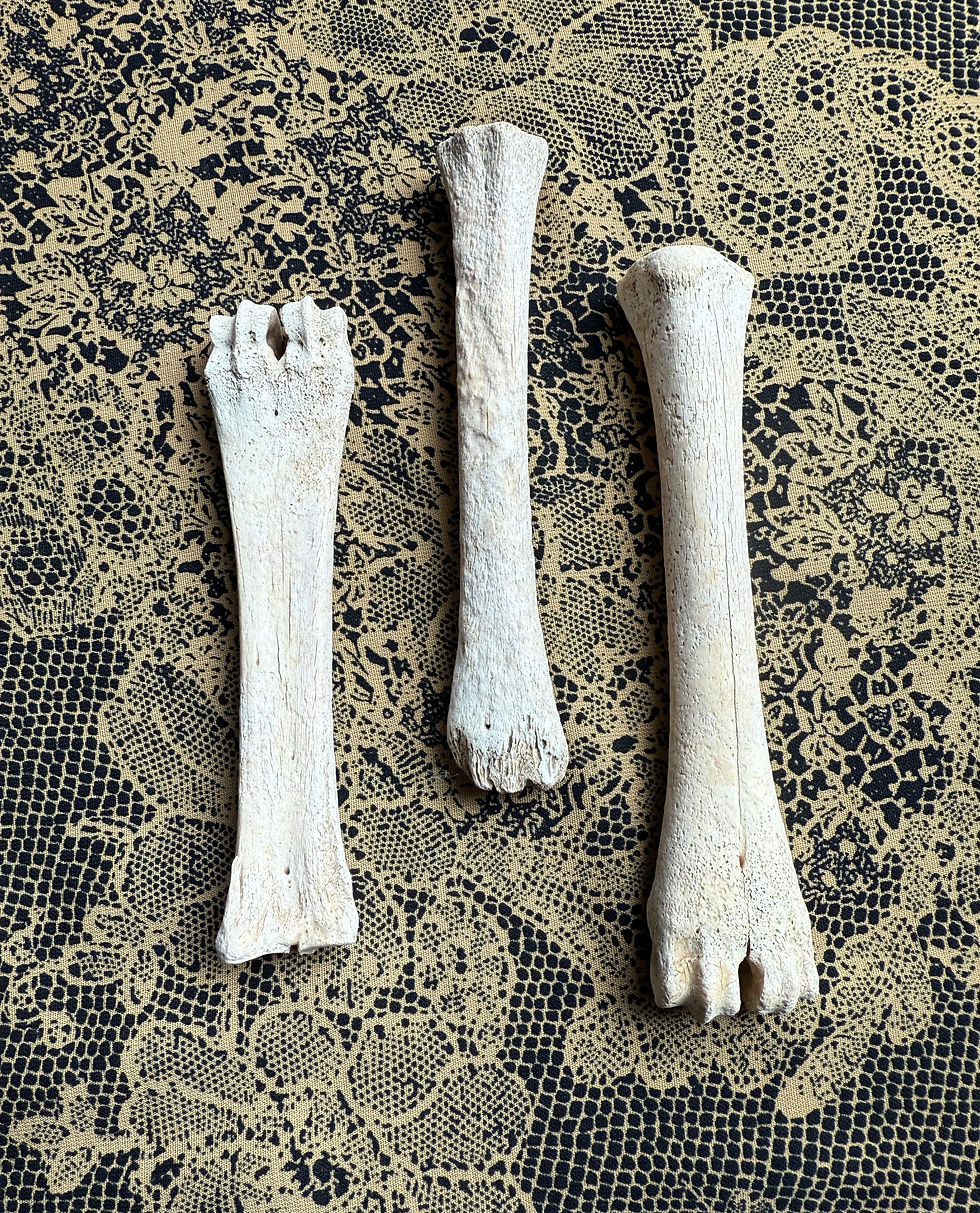 Aged Bones Ideal for Ancestral Work