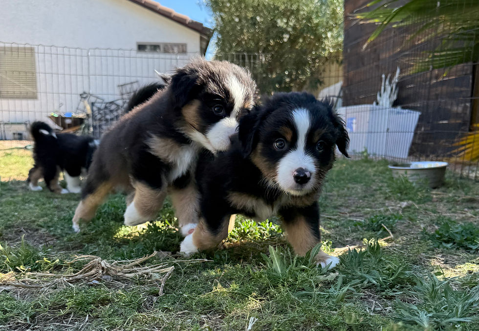 Eye-level view of a playful puppy in a grassy field