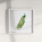 Peacock watercolour illustration minimalist Art Print by artist This Wild Soul