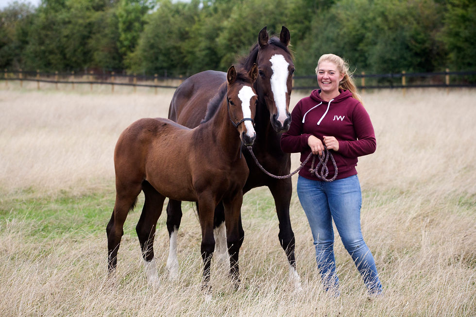 JCH Sport Horses