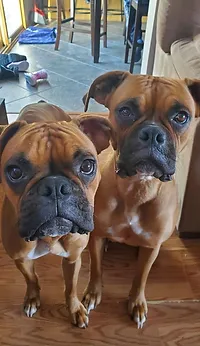 Available For Adoption Midiowaboxerrescue