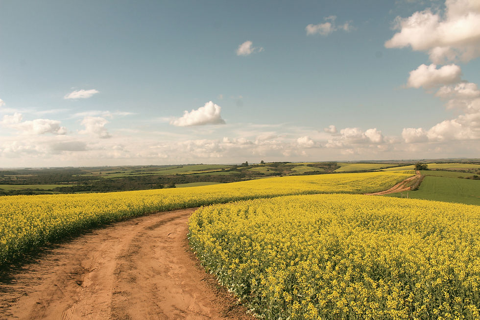 Countryside Road_edited.jpg