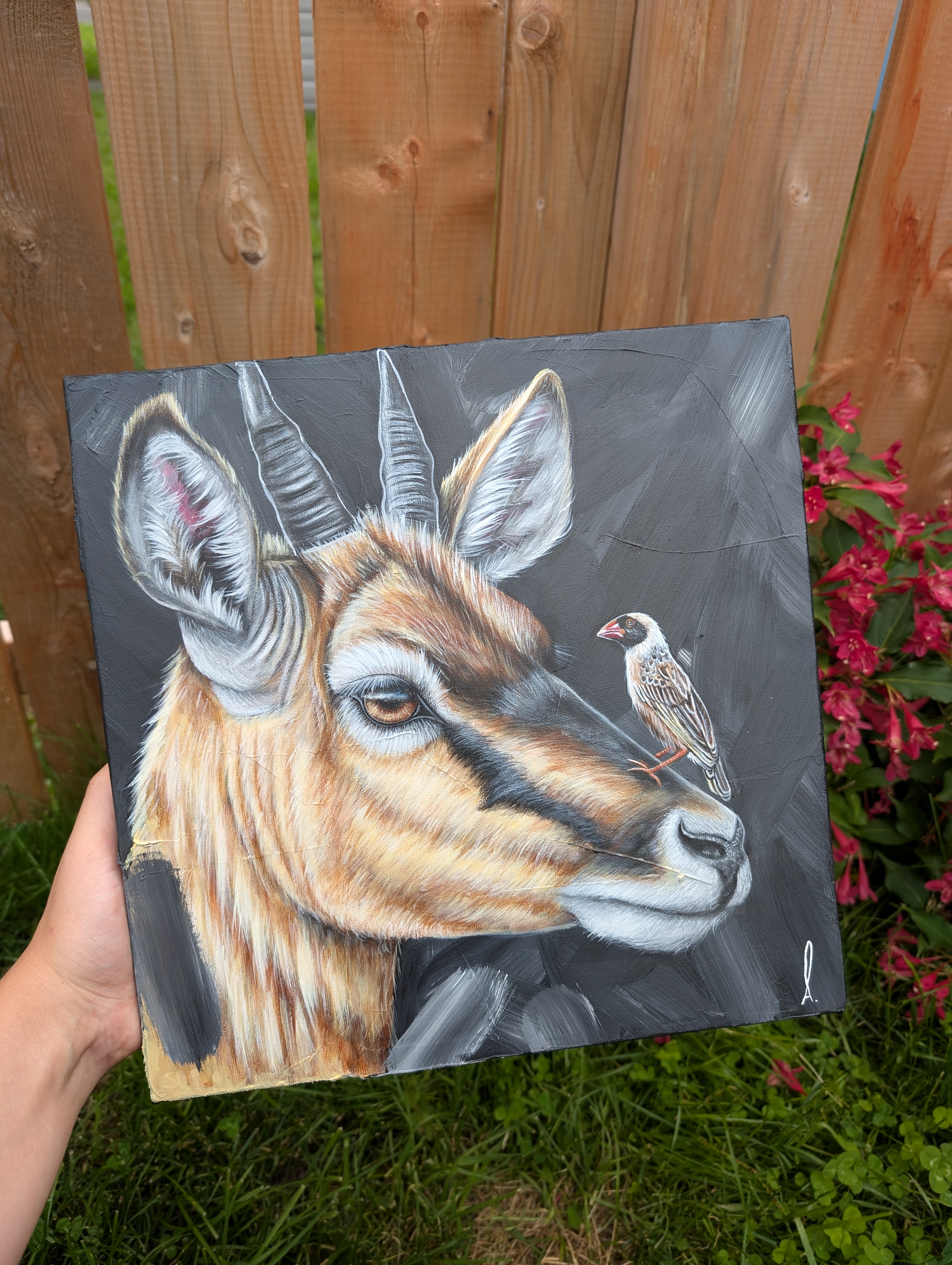 Adèle l'antilope