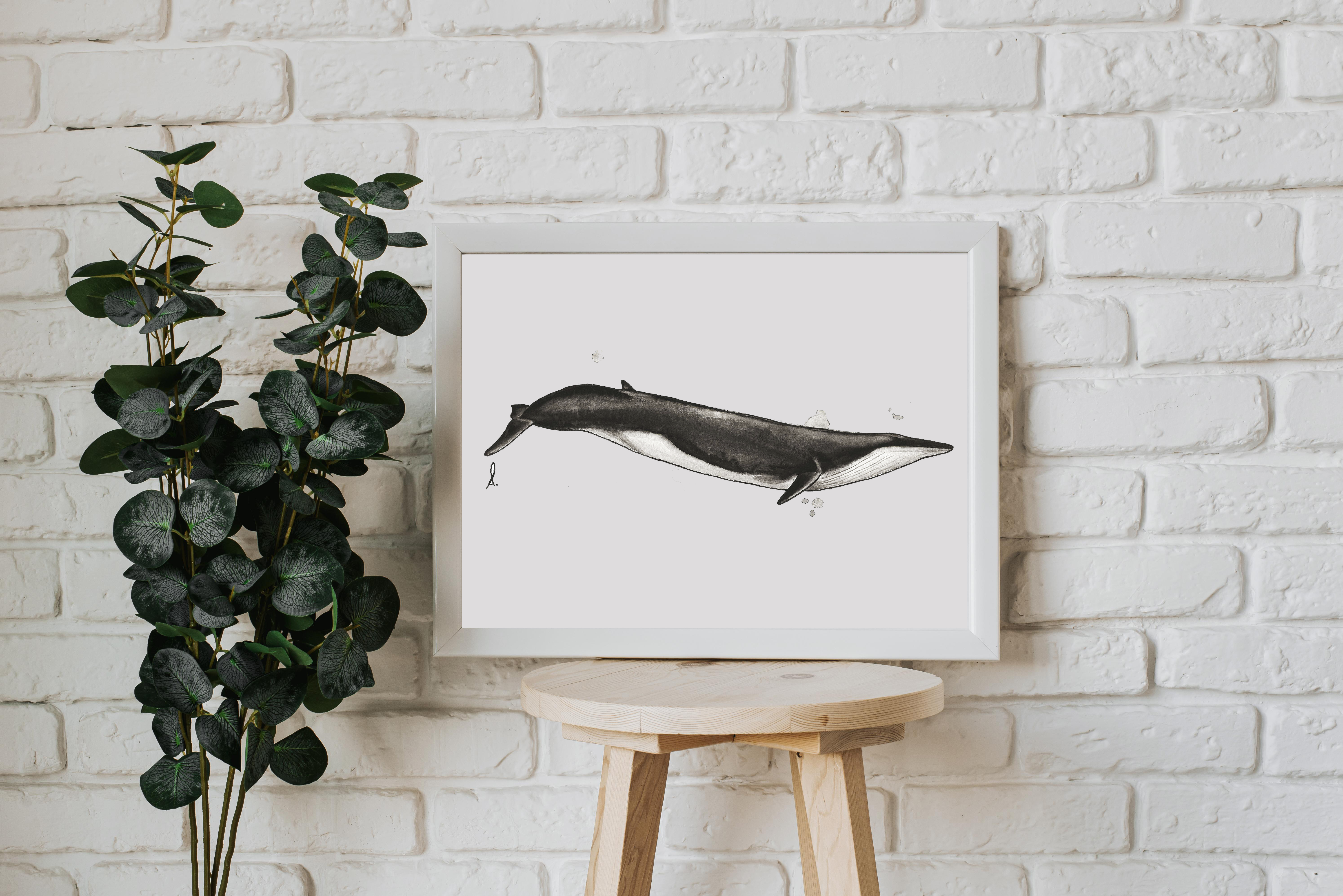 Affiche Rorqual commun