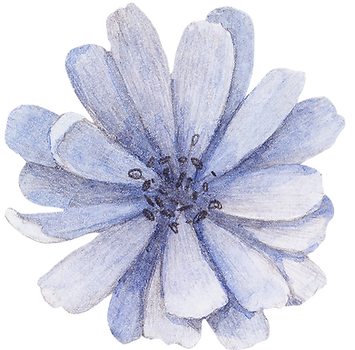 Blue Flower Front