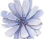 Blue Flower Front