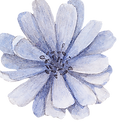 Frente azul de la flor