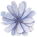 Blue Flower Front