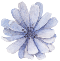 Blue Flower Front