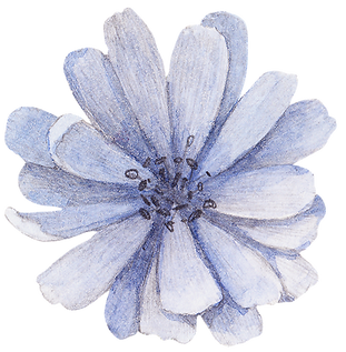 Blue Flower Front