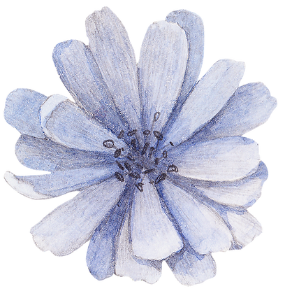 Frente flor azul