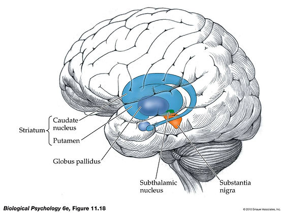 basal ganglia.jpg