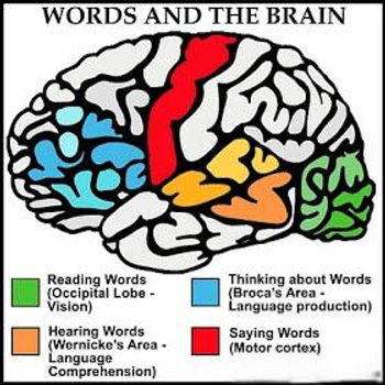 Words and the brain diagram.jpg