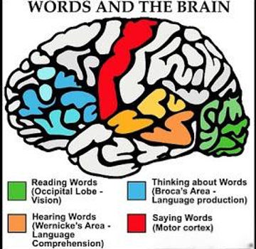 Words and the brain diagram.jpg