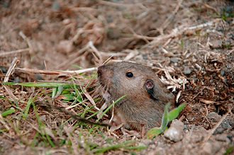 Gopher.jpg