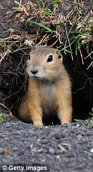 Gopher 2.jpg