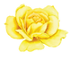 garden rose.png