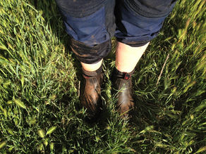 Bootstrap What?
