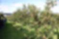 Newburgh community orchard